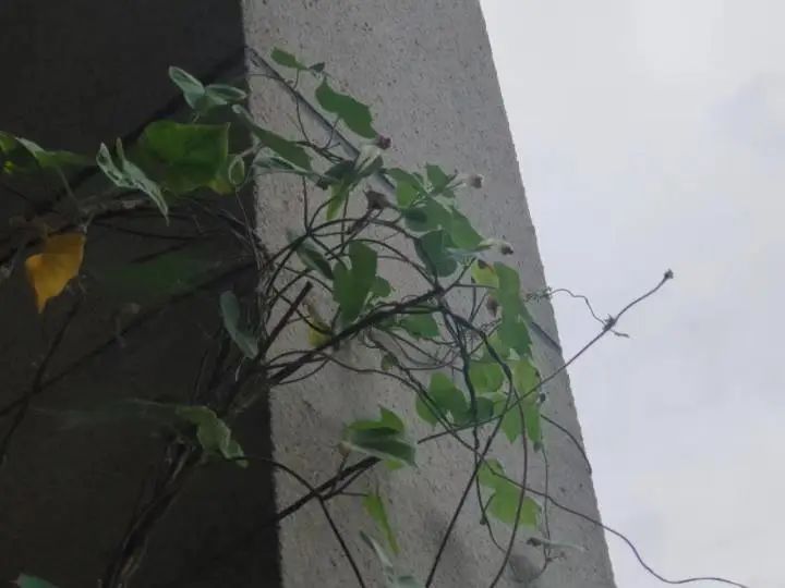 DƬ